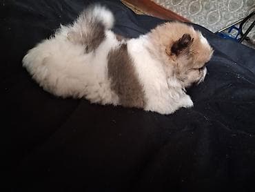 куплю собаку шпиц: Помиранский шпиц •Девочка •Родилась 14 .03.2026 •Окрас : пати-колор — 1