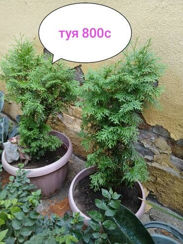 кора дерева: Комнатные и уличные растения в кашпо - Туя в горшках. Компактные — 10