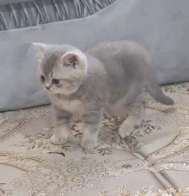 наполнители для кошек: Продаётся Котенок(мальчик) порода шотландская прямоухая! (Scottish — 3