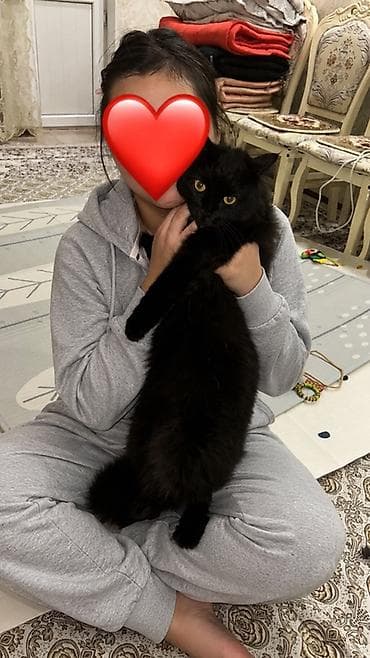 кара балта кошки: Кошка даром: Мейн-кун, 3 года, Мальчик, Кастрирована, Метис, Приучена к лотку — 1