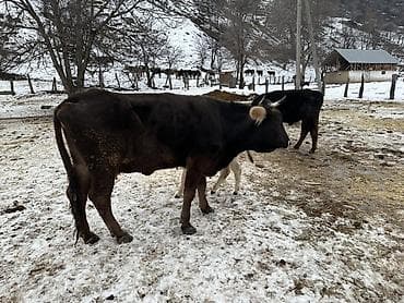 собака продам: Продаю | Корова (самка) | Для разведения | После отела — 1