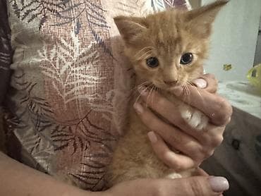 кошки сиамская: Рыжий котёнок с янтарной шерсткой и полосатым рисунком табби. Большие — 3