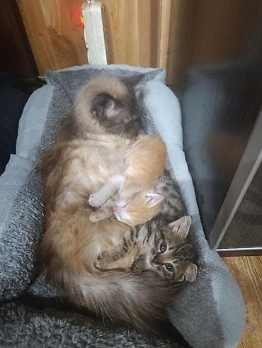 котята милые: Котята – домашние, от кошки с пушистой шерстью. На фото два малыша: - — 4