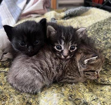 животные кот: Беспородная, 1 месяц, Мальчик, Приучена к лотку — 1