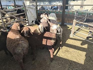 Продаю | Баран (самец), Ягненок | Гиссарская | Для разведения | Племенные