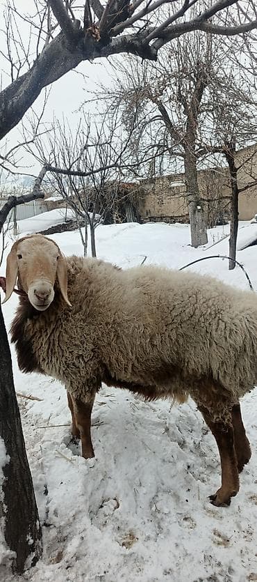 пирес чоп: Продаю | Баран (самец) | Арашан | Для разведения — 1