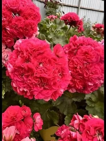 Пеларгония зональная махровая «Анна Каренина» (королевская розебудная