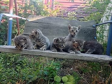 Үй жаныбарлары: Отдам котят в хорон руки, есть и коты и кошки. Очень ласковые и — 2