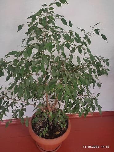 цветы уличные: Комнатные растения в горшках: 1) Диффенбахия (размер крупный) - — 4