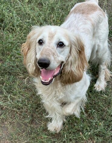 купить собаку объявления: Кокер-спаниель, 1 месяц, Самец — 6