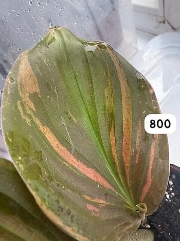 Компферия Calathea/Goeppertia) с необычной окраской листьев — — 3