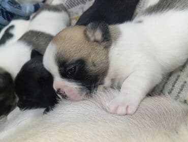 Бульдог, 1 месяц, Самец