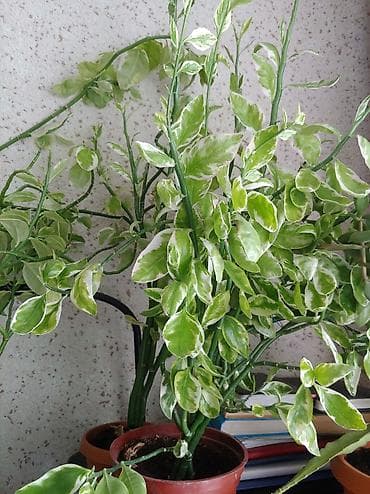 аквариумы дешево: Продаются цветы от 200 до 500 сом — 8