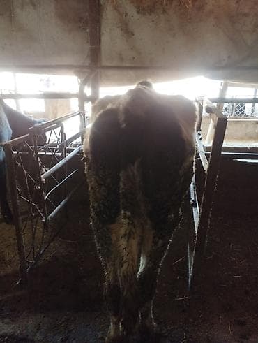 Аквариумы: Продаю | Корова (самка) | Голштин, Алатауская | На откорм — 4