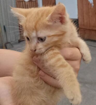 сколько стоит собака породы доберман: Эркек — 2