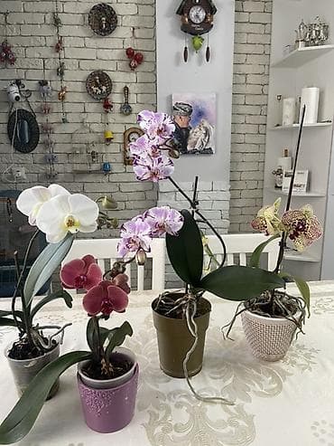орхид: Орхидеи Голландия адаптированные домашние — 2