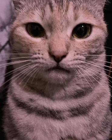 Пропала : Беспородная, Девочка