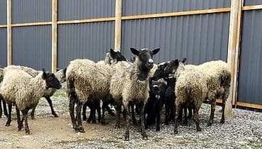 Продам с/х животных: Продаю | Овца (самка), Ягненок, Баран (самец) | Гиссарская, Арашан, Романовская | Для разведения | Племенные, Котные, Матка — 1
