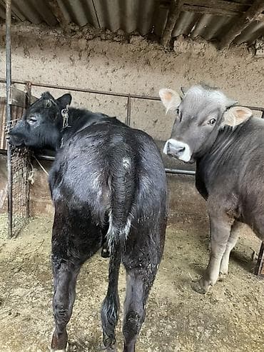 парода тай: Продаю | Бык (самец), Тёлка | Бельгийская | На откорм | Привязанные — 2