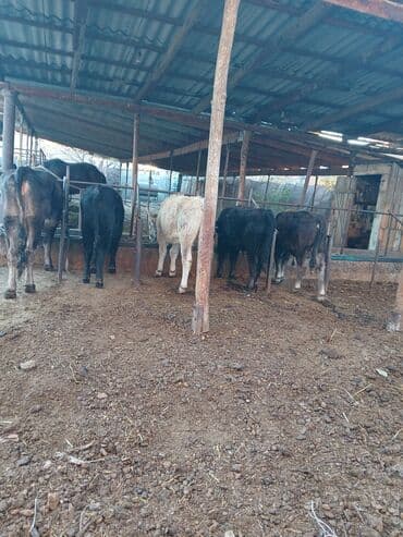 когучкон фото: Продаю | Корова (самка) | На откорм — 4