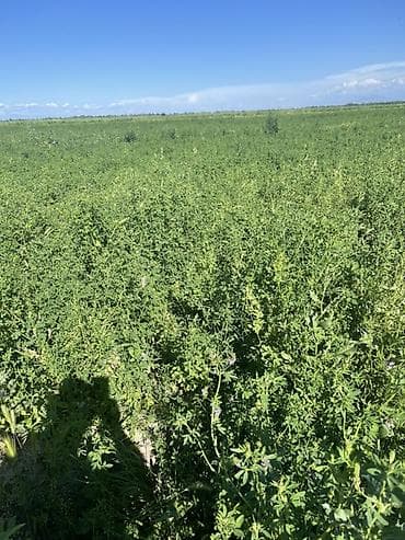 продаётся овес: Люцерна (кормовая трава) — скошенная и высушенная для заготовки — 3