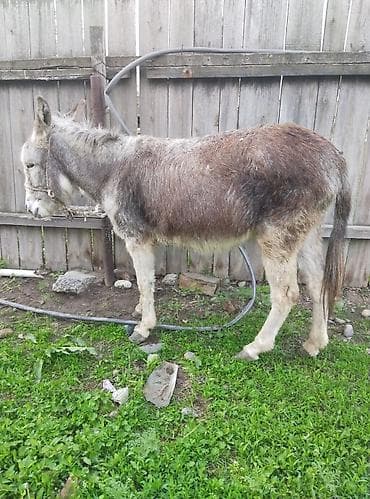 Үй жаныбарлары: Осёл (серо-бурый окрас) - Вид: домашний осёл - Окрас: серо-бурый с — 1