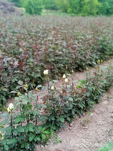 Ёлки: Розы с собственного розария — срезка и букеты - Сорта: классические — 4