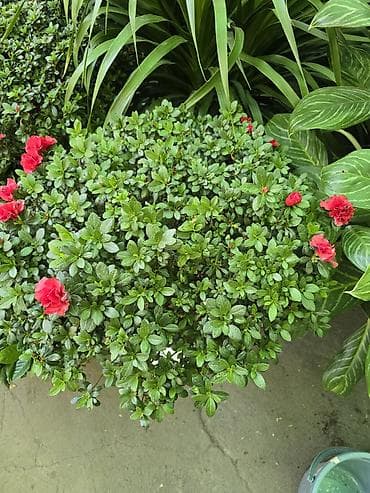 Үй жана бакча: Комнатная азалия (Rhododendron simsii) в форме штамбового деревца - — 1