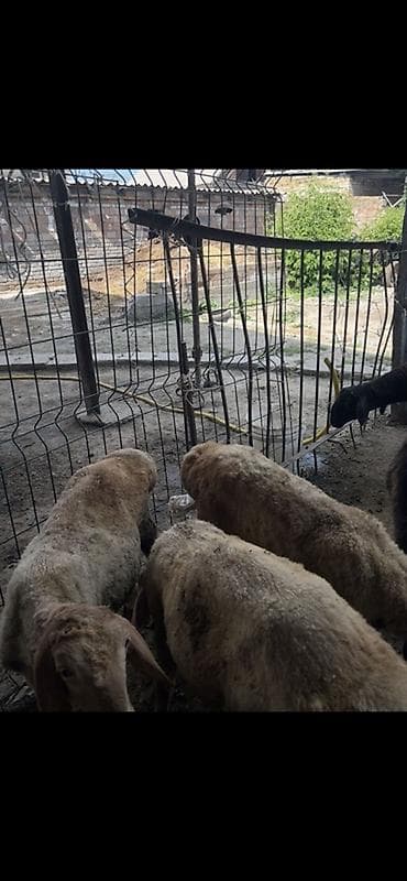большая кошка: Продаю | Баран (самец) | Гиссарская | На забой, Для разведения — 2