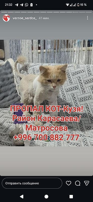 Жоголгон : Породасыз, Эркек, Кызгыл сары lalafo.kg да Жоголгон : Породасыз, Эркек, Кызгыл сары