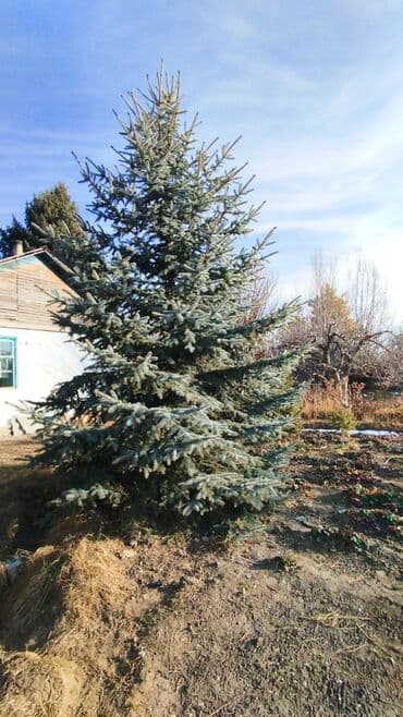 насос на выезд: Ель голубая (Picea pungens ‘Glauca’) — взрослое декоративное дерево — 2