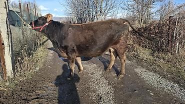 хмонг собака цена россия: Продаю | Корова (самка) | Швицкая | Для разведения, Для молока | Племенные, Стельные — 3