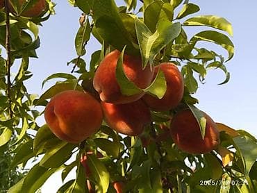 земельный риэлтор: 110 соток, Для бизнеса, Договор купли-продажи — 6
