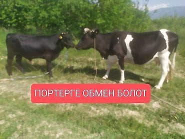 Продам с/х животных: Продаю | Корова (самка) | Ангус, Голштин | Для молока | Нетель — 1
