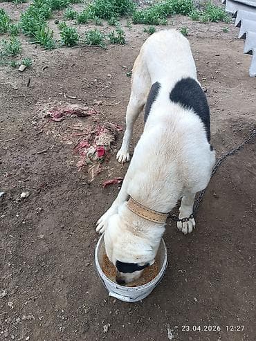 кубинский питбуль цена: Собака крупной породы алабай . Окрас белый с крупными черными пятнами — 1