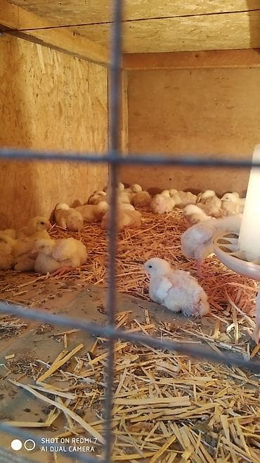 баранина туша цена: Продаю | Цыплята | Бройлерная | На забой — 4