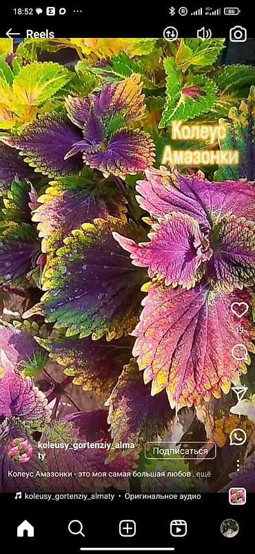 фикус бенджамена: Коллекция декоративных колиусов (Coleus) — яркие сортовые растения для — 3