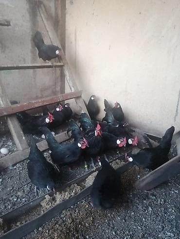 бройлеры куры: Продаю | Куры, Петух — 1