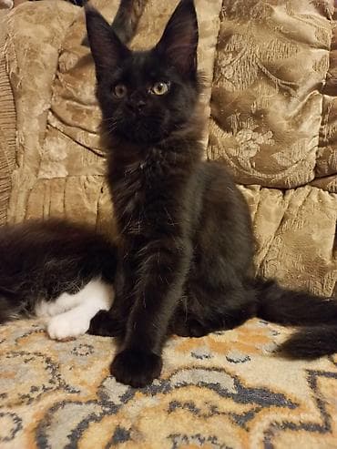 белый кошка: 🐾🐈Очеровательные котята мейн-кун готовы к переезду! Родились — 6