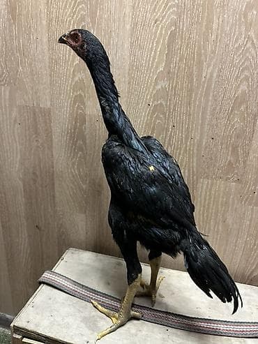 ротвейлер собаки: Продаю | Петух | Бойцовая | Для разведения — 3