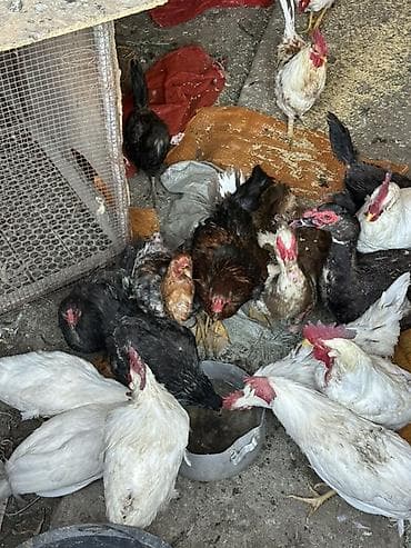 декоративный зайчик: Продаю | Куры, Петух | Домашняя, Кучинская | На забой, Для разведения — 1