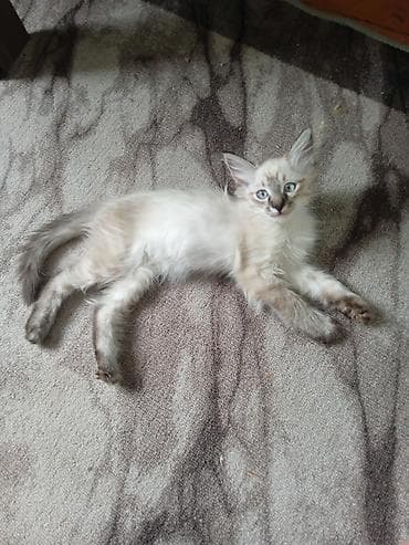 котята простые: Отдам в хорошие любящие руки 2 месячных котят 2 девочки и один — 4