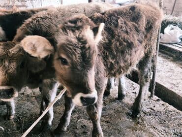 продам бу оборудование для птицефабрики: Продаю | Бык (самец) | Швицкая, Симментальская, Аулиекольская | На откорм — 17