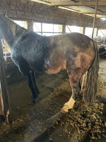 енот живой: Продаю | Кобыла (самка) | Полукровка | Рабочий — 3