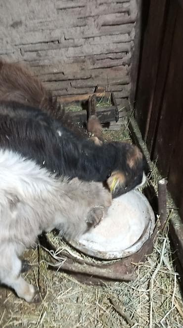 коровы и телята: Продаю | Тёлка | На откорм — 8