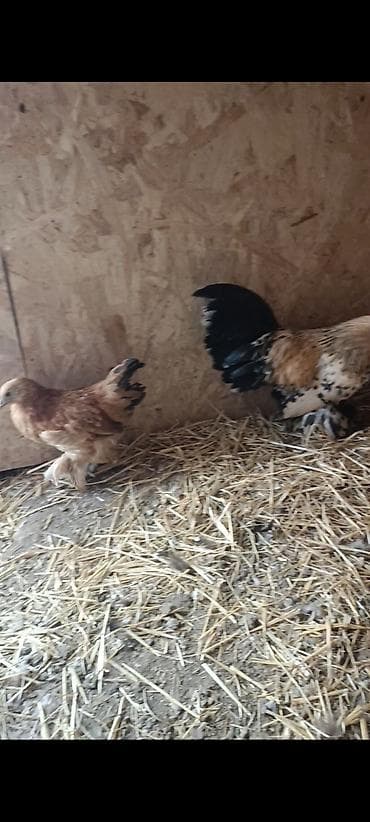 мал алам: Продаю | Куры | Для разведения — 2