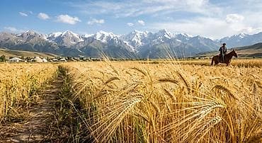 полка для хлеба: Арпа сатып алам келишим түрдө — 1