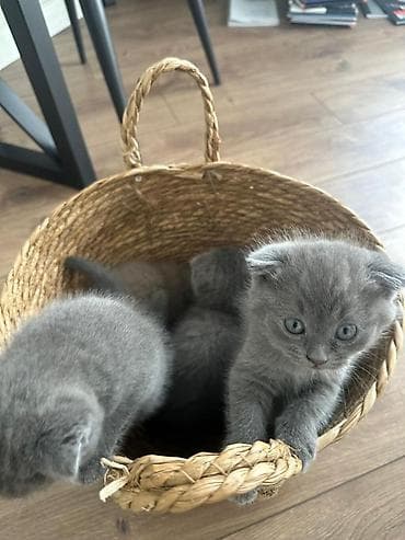 шотландский кот: Шотландские вислоухие котята Описание: - Порода: шотландская — 5