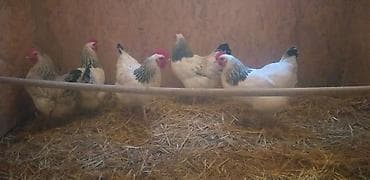 Продаю | Куры | Для разведения — 2