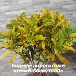 орхидеи в горшке купить с доставкой: Пальма Хамедорея 1000с-1800(высота 125см). монстера800с. аллоказия — 25